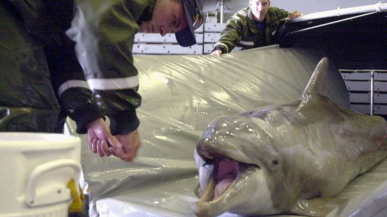 Recentemente, a Marinha dos EUA usou golfinhos em operações de remoção de minas