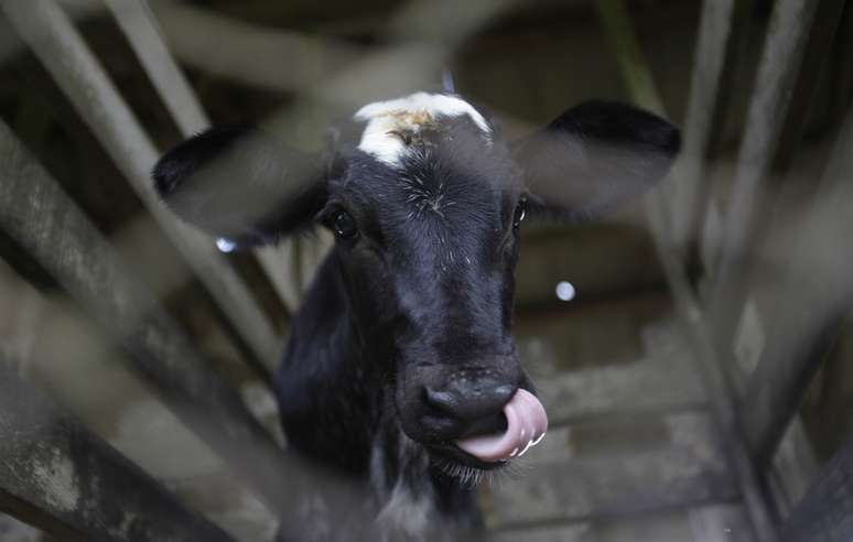 Vaca em fazenda experimental da Embrapa