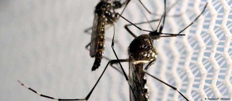 Na guerra contra o "Aedes aegypti", médicos e biólogos defendem um trabalho maciço de conscientização da população