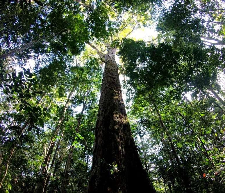A árvore mais alta da Amazônia brasileira é da espécie Angelim Vermelho e está localizada na Floresta Estadual do Parú, no Pará