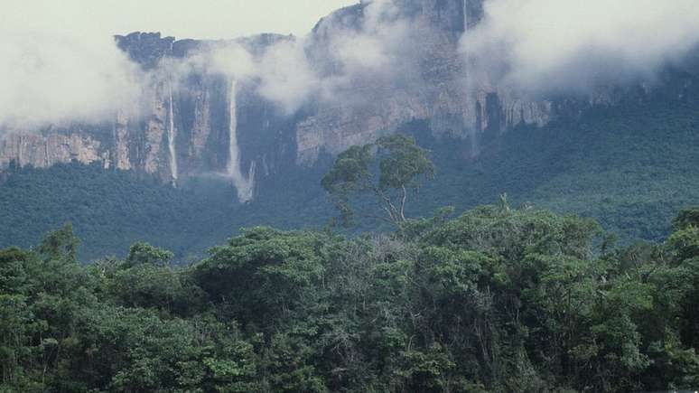 Tecnologia a laser do Inpe ajudou os pesquisadores a identificar a área onde estão as árvores mais altas da floresta