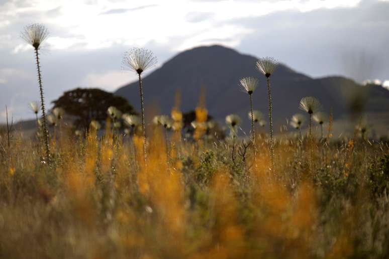 Parque Nacional da Chapada dos Veadeiros, em Alto Para&iacute;so de Goi&aacute;s 
16/03/2018
REUTERS/Ueslei Marcelino