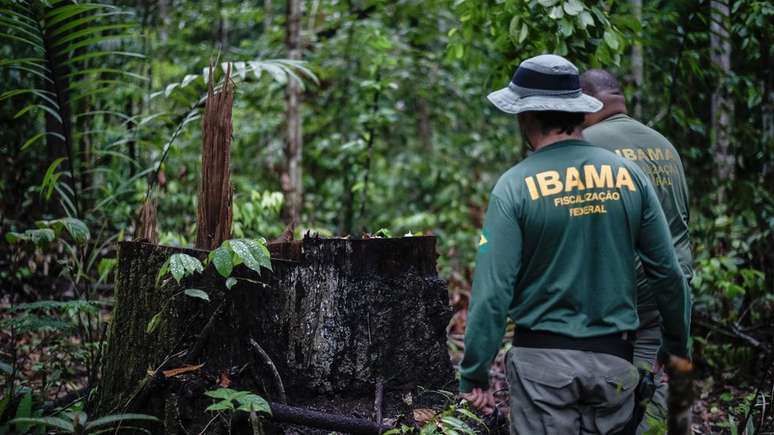 Grupo de trabalho do Ministério Público Federal e do Ibama realizou mais 2,5 mil ações judiciais contra o desmatamento, mas nenhuma com sentenças definitivas