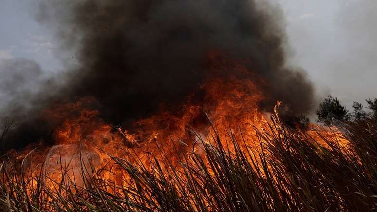 Neste ano, vários Estados da Amazônia legal tem enfrentado queimadas em florestas