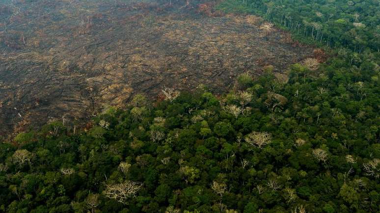 Desde 2017, o projeto Amazônia Protege já moveu 2.539 ações judiciais de danos ambientais, mas nenhum teve condenações definitivas