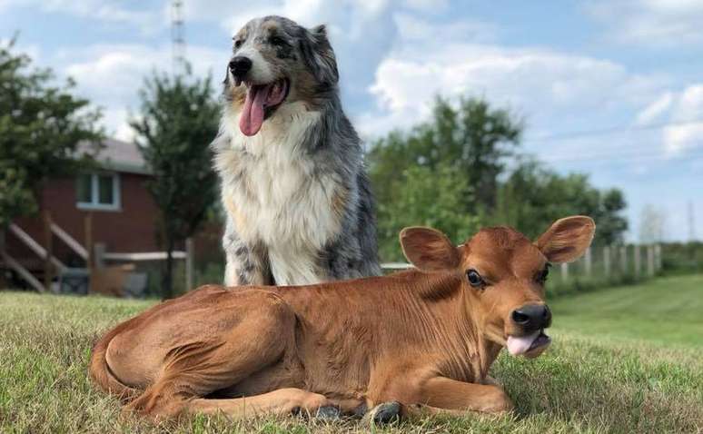 Lincoln e Calvin passam o dia um ao lado do outro em santuário de proteção animal.