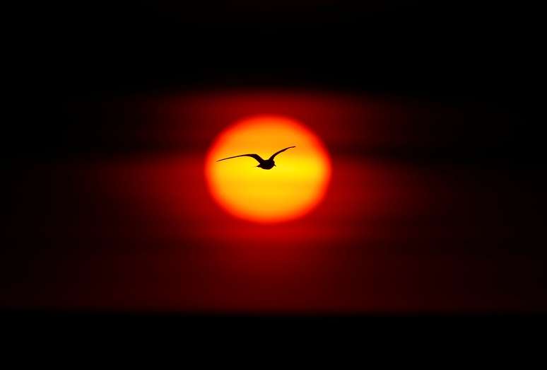 Voo de um pássaro ao pôr-do-sol no Lago Ontário, em Hamilton, Canadá 
15/06/2017
REUTERS/Mark Blinch