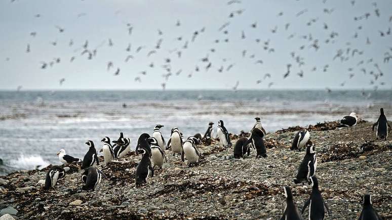 Magalhães chegou a Madalena na época do ano em que essa ilha no estreito fica repleta de pinguins