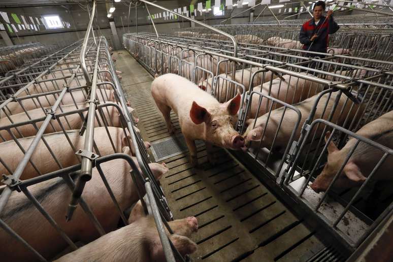 Criação de porcos em Podsopki , Rússia 
12/08/2014
REUTERS/Ilya Naymushin