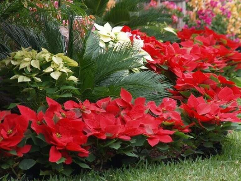 29- A flor de natal pode ser plantada no quintal em diversas cores. Fonte: O Meu Jardim