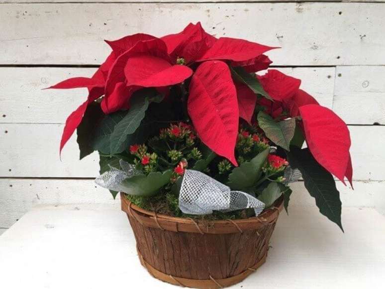 33- O cachepot de madeira rústica  com flor de natal foi enfeitado com fita prateada. Fonte: Pinterest