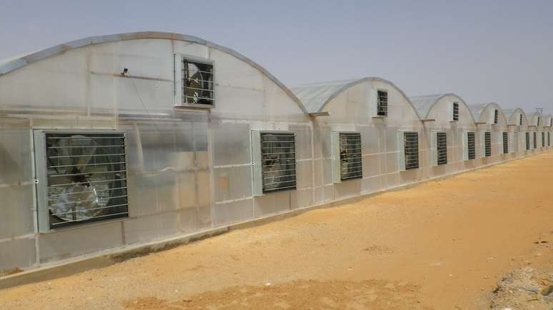 Tecnologia japonesa permite produção de tomate no meio do deserto, como este em Dubai