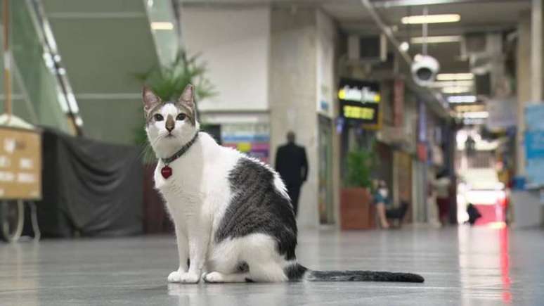 Tutor de Rubinho acionou a Justiça para garantir que o gato circulasse livremente pela galeria no Rio de Janeiro.