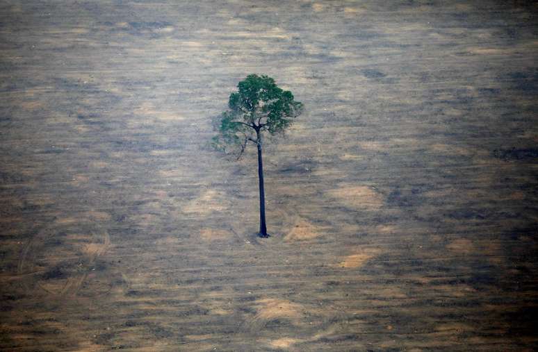 &Aacute;rvore isolada em meio ao desmatamento da floresta amaz&ocirc;nica perto de Porto Velho, em Rond&ocirc;nia
18/09/2029
REUTERS/Bruno Kelly