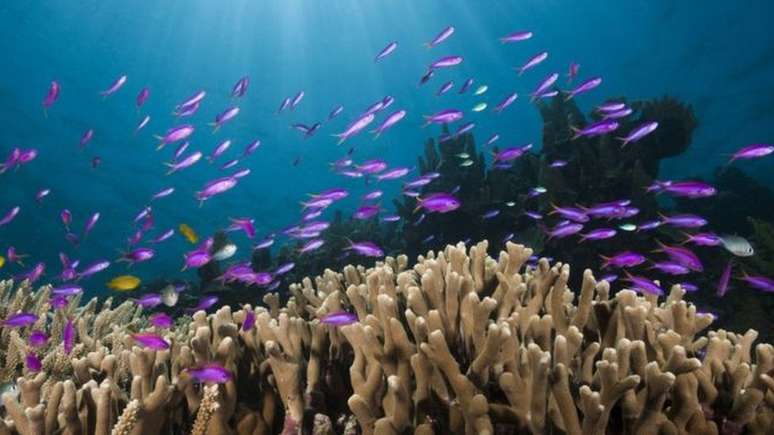 Recifes de corais estão ameaçados pela acidificação dos oceanos