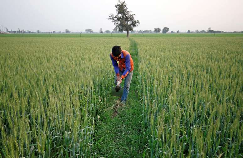 Lavoura de trigo perto de Ahmedabad, na &Iacute;ndia 
01/02/2018
REUTERS/Amit Dave