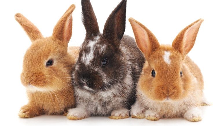 Nos coelhos e em outras espécies, é a atividade sexual que desencadeia a ovulação