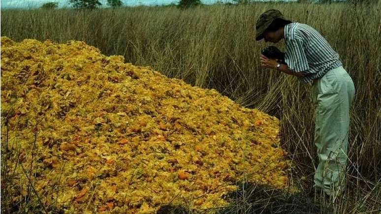 Resíduos de laranja foram decompostos graças ao trabalho de larvas de moscas, fungos e micróbios