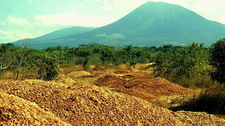 Mais de 1 mil caminhões despejaram 12 mil toneladas de casca e polpa de laranja em pastagens áridas na Reserva Guanacaste, no norte do país