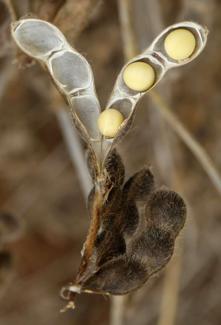 Plantio de soja em Tangar&aacute; da Serra (MT) 
05/03/2009
REUTERS/Paulo Whitaker
