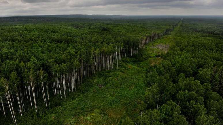 Remoção de árvores para construção de oleoduto em Alberta; província se queixa de descaso por parte do governo federal