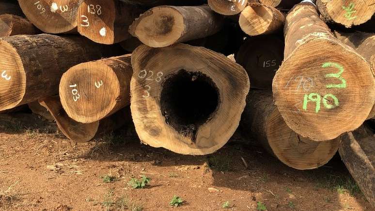 Extração da madeira tem defensores e críticos