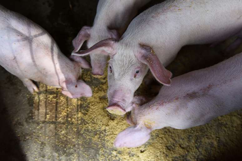 Porcos são alimentados em Fuyang, China 
05/07/2019
REUTERS/Stringer