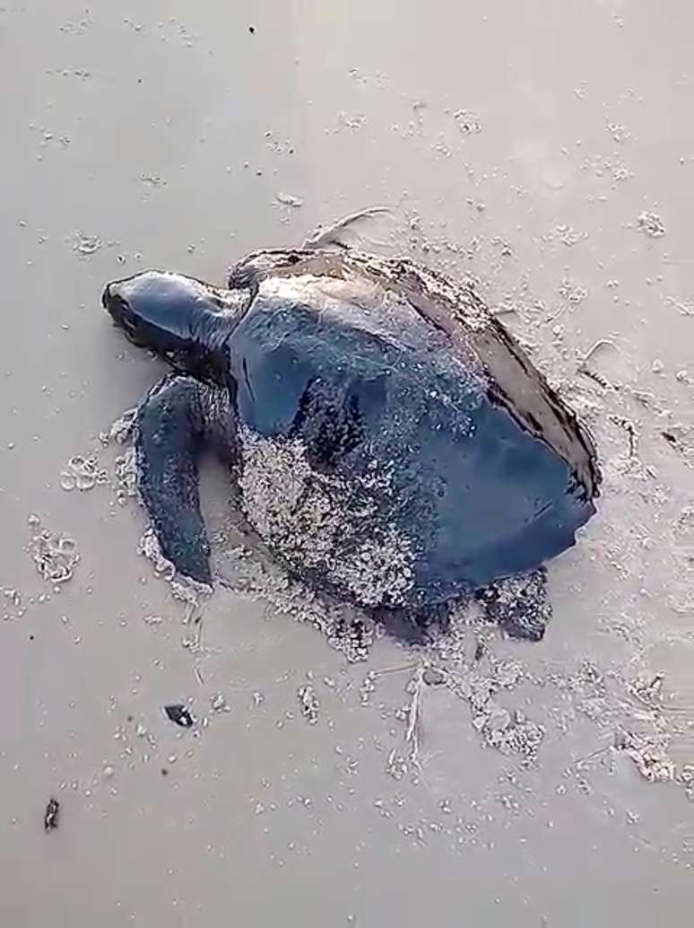 Tartaruga coberta por óleo em praia de Alcântara (MA) 
22/09/2019
Julio Deranzani Bicudo/via REUTERS