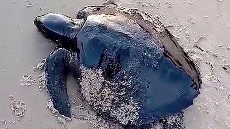 Tartaruga é encontrada coberta de óleo de origem desconhecida no litoral do Maranhão