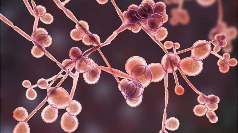 Os fungos do gênero Candida estão normalmente nos nossos corpos, mas em algumas circunstâncias podem causar a candidíase