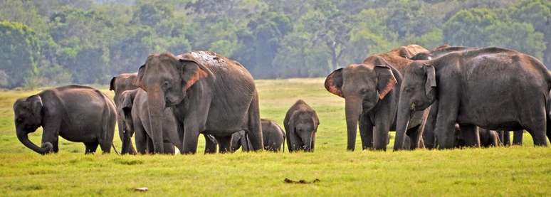 A vida selvagem no Sri Lanka, além das paisagens paradisíacas, tornaram o país um refúgio para os turistas