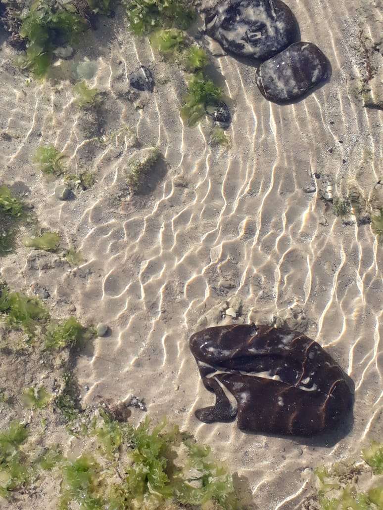 Maré alta acaba entrando no rio, levando contaminação pelo petróleo até sua foz