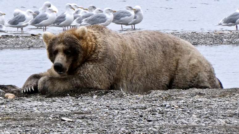 Urso no parque nacional de Katmai, no Alaska
15/09/2019 Naomi Boak/National Park Service/Divulgação via REUTERS