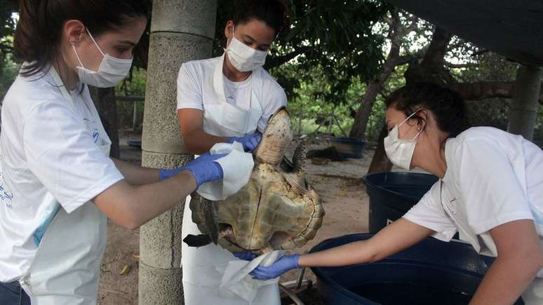 Tartaruga coberta de &oacute;leo &eacute; tratada no Centro de Reabilita&ccedil;&atilde;o de Mam&iacute;feros Marinhos em Caucaia, Cear&aacute;; pelo menos dez tartarugas j&aacute; morreram em meio a vazamentos no Nordeste