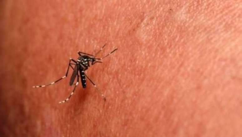 Primeiro caso de morte por chikungunya em 2019 é registrado - Foto: Shutterstock