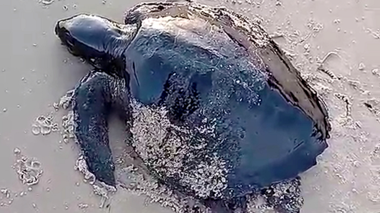 Biólogos estão preocupados com possível contaminação de tartarugas filhotes em praias atingidas por óleo