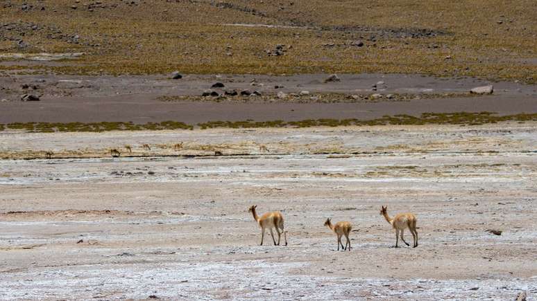 O deserto de Atacama é o mais seco do mundo