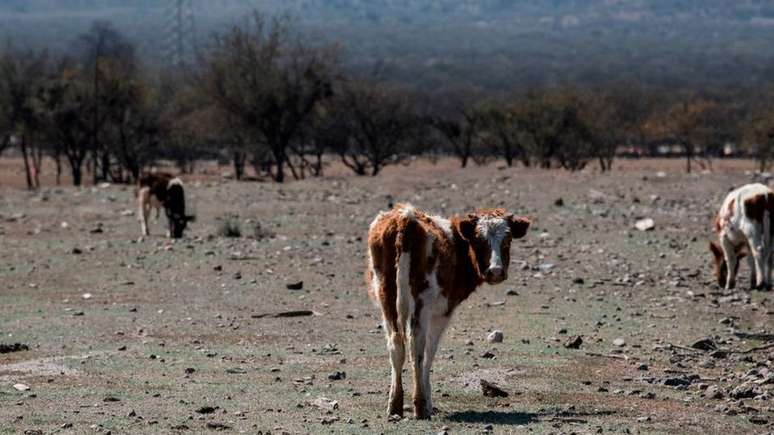 O preço do gado caiu acentuadamente, enquanto o dos fardos de capim para alimentá-los disparou