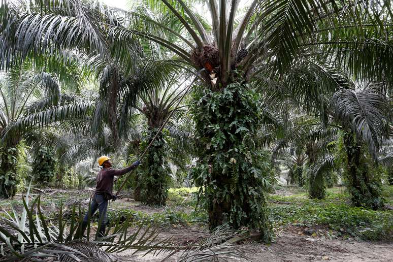 Trabalhador colhe frutos de óleo de palma em uma plantação em Bahau, Negeri Sembilan
30/01/2019
REUTERS/Lai Seng Sin