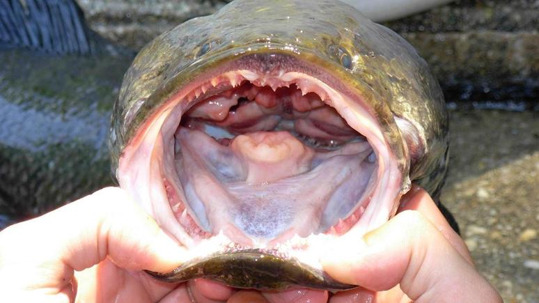 O peixe cabeça-de-cobra devora outros peixes, sapos e pequenos lagartos e pode percorrer curtos percursos por terra