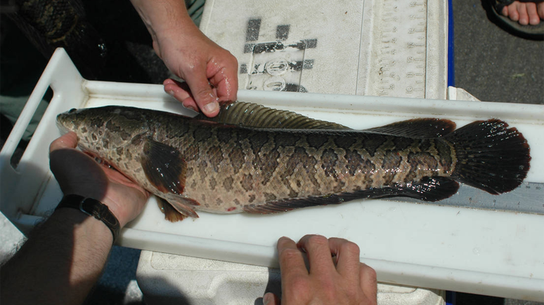 As diferentes espécies de peixe cabeça-de-cobra podem chegar a mais de 80 cm de comprimento