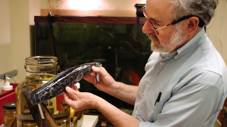 Biólogo Richard Horwitz mostra um cabeça-de-cobra encontrado em 2005 na Filadélfia. Acredita-se que muitos desses peixes foram introduzidos intencionalmente por pessoas que os compraram como peixes ornamentais