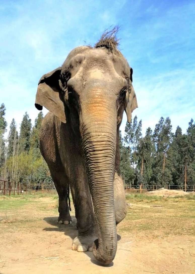 A elefanta Ramba, após o resgate, no Chile. Ela era usada em apresentações circenses no país.