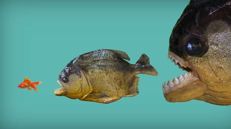 Como escapar da poderosa mordida da piranha? Só mesmo um longo processo evolutivo pode apresentar truques...