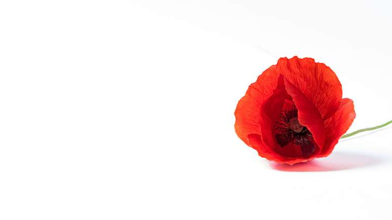 Papoula: muito al&eacute;m do que uma linda flor