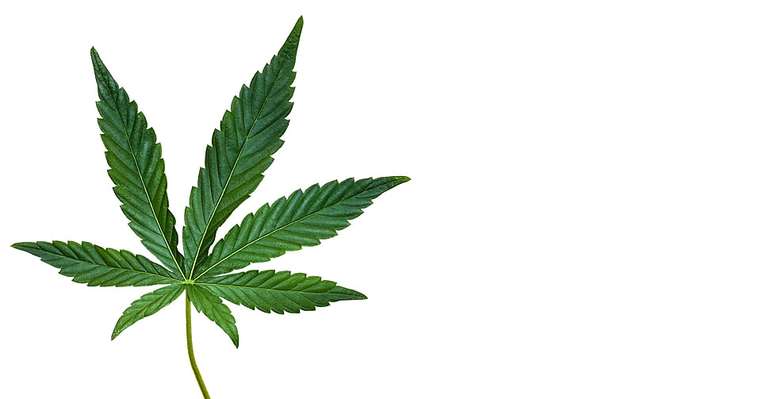 A 'erva do riso' levava alegria, mas, ao que tudo indica, tamb&eacute;m prejudicava a vida sexual se usada em excesso