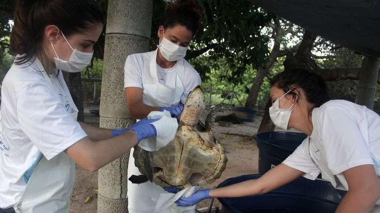 Tartaruga recebe cuidados no Centro de Reabilitação de Mamíferos Marinhos do Aquasis (CRMM) na cidade de Caucaia, no Ceará