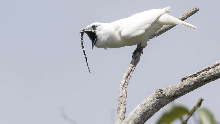 Araponga-da-amazônia: pássaro não só tem o canto mais alto já registrado no mundo animal, como tem 'tanquinho' no abdômen