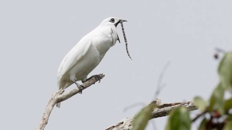 A araponga-da-amazônia (Procnias albus) é comum em Roraima e no Pará