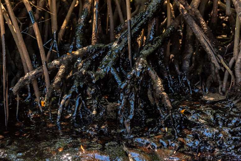 Pelo menos duas áreas de manguezais baianos foram atingidas, nas barras dos rios Itapicuru e Pojuca, no litoral norte; na foto, mangue de Itacimirim, nessa região